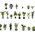 Various Bonsai Potted Plants Displayed on Stairs with Different Pots and White Background