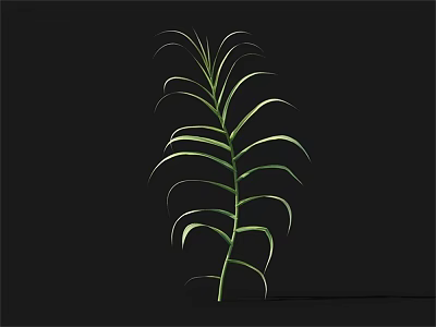 Green Herb Plant With Slender Stem And Curved Leaves On Black Background 3d model