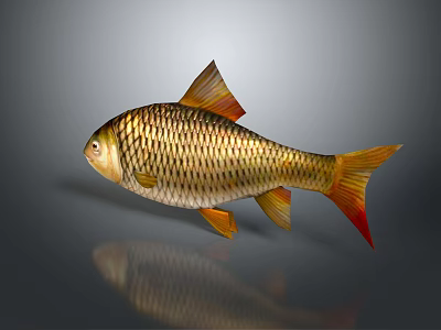 Golden Fish With Orange Fins And Tail Scales On Gray Background With Reflection 3d model