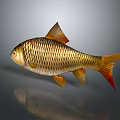 Golden Fish With Orange Fins And Tail Scales On Gray Background With Reflection