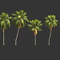 Tall Palm Trees With Green Foliage And Curved Trunks In Row Arrangement