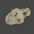 Realistic Detailed Monkey Skull Structure For Game Movie Character Design Elements 3d model