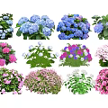 Vibrant Hydrangeas and Mixed Flowers in Various Colors for Garden Decoration