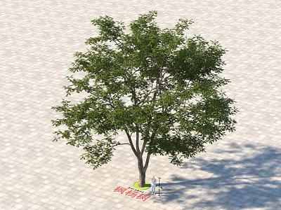 Lush Green Arbor With Dense Foliage Strong Trunk And Natural Shadow On Paved Ground 3d model