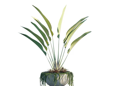 Potted Bonsai Plant with Long Green Leaves and Hanging Foliage in White Pot 3d model