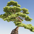 Green Foliage Arbor With Twisted Trunk And Exposed Roots Against Blue Sky