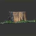 Tree Stump of Arbor with Rough Surface and Surrounding Green Grass