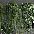 Beautiful Lush Green Hanging Basket Plants With Various Trailing Foliage For Indoor Decor