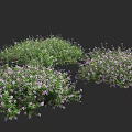 Lush Green Ground Cover With Purple Flowers For Garden Landscape Design