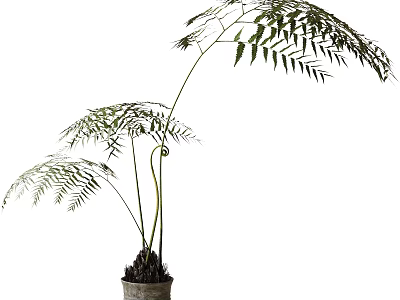 Lush Fern Potted Plant With Slender Stems And Fronds 3d model