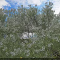 Lush Green Plants with White Flowers under Blue Sky and Sunny Weather