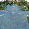 Tranquil Water Fountain With Lotus Flowers Lily Pads Koi Fish Stones And Green Plants