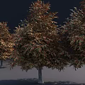 Colorful Deciduous Arbors With Orange Green Foliage And Tall Upright Trunks In Outdoor Space