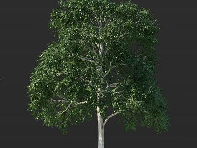 Tall Lush Tree With Green Leaves And White Trunk On Dark Background 3d model