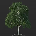 Tall Lush Tree With Green Leaves And White Trunk On Dark Background