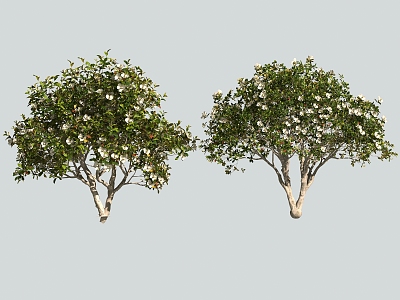 shrub camellia tree model