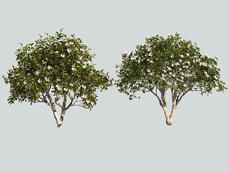 shrub camellia tree 3d model