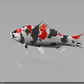 Vibrant White Red And Black Koi Fish With Glossy Scales On Reflective Surface
