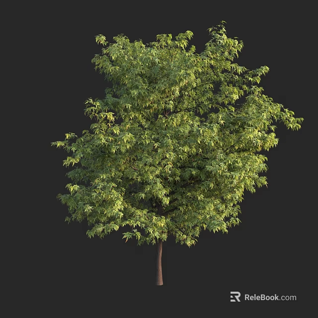 Lush Green Foliage On Healthy Arbor With Brown Trunk And Full Canopy 3d model 