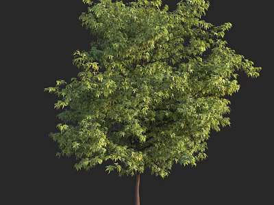 Lush Green Foliage On Healthy Arbor With Brown Trunk And Full Canopy 3d model