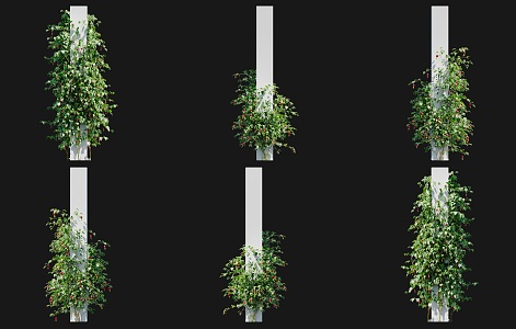 Modern Red Calyx Abutilon Vine Climbing Wall Shrub Rose Red Flower Climbing Wall Climbing Vine Green Plant Creeper Vine Plant Climbing Wall Green Plant Herbaceous 3d model