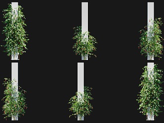 Modern Red Calyx Abutilon Vine Climbing Wall Shrub Rose Red Flower Climbing Wall Climbing Vine Green Plant Creeper Vine Plant Climbing Wall Green Plant Herbaceous 3d model