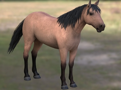 house horse wild horse animal model