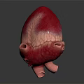 Detailed Human Heart Organ Model With Hair Like Textured Surface And Anatomical Details