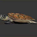 Turtle Cartoon Turtle Snapping Turtle Chickbill Turtle Reptile Cold Blooded Animal Reptile Class 3d model