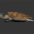 Turtle Turtle Cartoon Turtle Snapping Turtle Chickbill Turtle Reptile Cold Blooded Animal Reptile Reptile Class 3d model