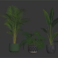 Indoor Tropical Plants with Green Patterned and Gray Pots on Dark Reflective Surface