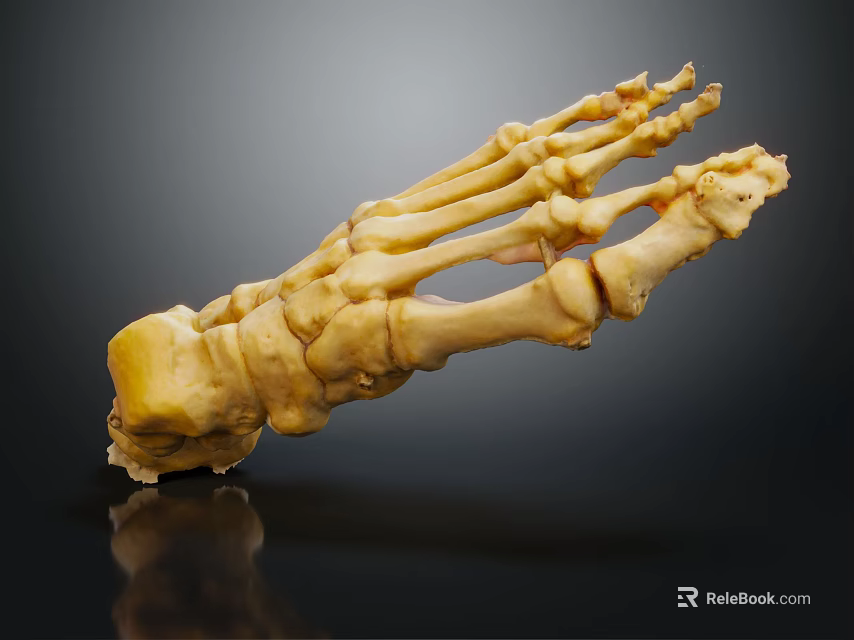Medical Device Human Foot Skeleton Anatomical Model with Detailed Bone Structure for Educational Use 3d model 
