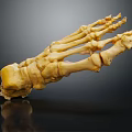 Medical Device Human Foot Skeleton Anatomical Model with Detailed Bone Structure for Educational Use