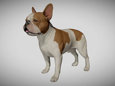 Brown And White French Bulldog Standing In Neutral Studio Environment 3d model