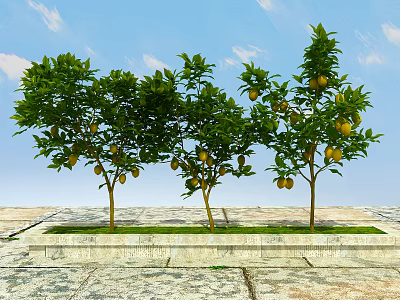 Three Fruit Bearing Trees With Green Leaves Growing On Stone Platform Under Blue Sky 3d model