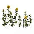Vibrant Sunflowers with Yellow Blooms Green Stems and Fresh Leaves Growing Naturally