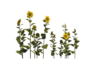 Vibrant Sunflowers with Yellow Blooms Green Stems and Fresh Leaves Growing Naturally 3d model