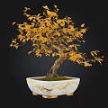 Yellow Leafed Bonsai Plant With Curved Trunk In White Pot With Gold Accents And Moss