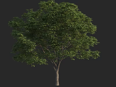 Lush Green Arbor Featuring Dense Foliage And Sturdy Trunk In Isolated Scene 3d model