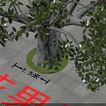 Red Sandalwood Arbor With Dense Green Leaves And Strong Trunk On Paved Ground