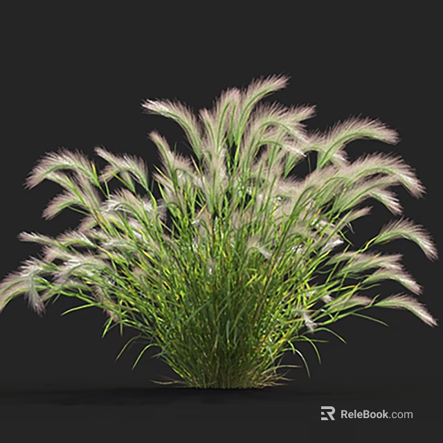 Clump Forming Decorative Ornamental Grass with Green Foliage and Pink White Fluffy Plumes 3d model 