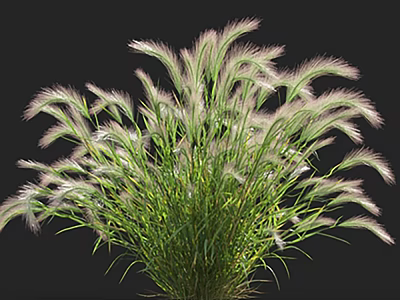 Clump Forming Decorative Ornamental Grass with Green Foliage and Pink White Fluffy Plumes 3d model