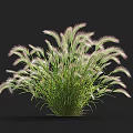 Clump Forming Decorative Ornamental Grass with Green Foliage and Pink White Fluffy Plumes