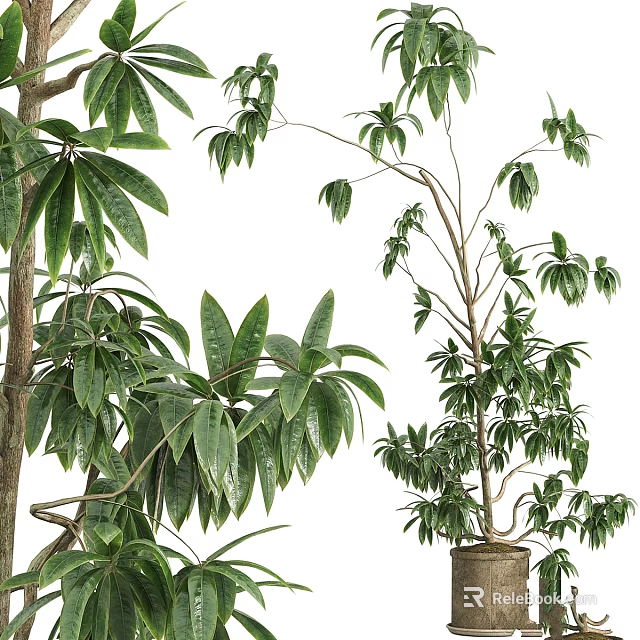 Lush Green Garden Decorative Plants With Various Leafy Branches And Potted Greenery 3d model 