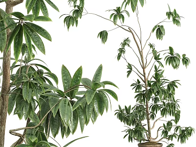 Lush Green Garden Decorative Plants With Various Leafy Branches And Potted Greenery 3d model