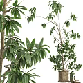 Lush Green Garden Decorative Plants With Various Leafy Branches And Potted Greenery