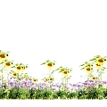 Bright Sunlit Sunflowers And Purple Flowers In Green Grass Field
