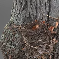 Bird's Nest Bird's Nest Tree Branch Bird's Nest Scanning Bird's Nest Scanning Bird's Nest Tree Nest 3d model