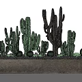 Cactus Bonsai Potted Plants Featuring Various Shapes Black Cactus And Small Stones In Concrete Container