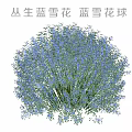 Clumping Blue Snowflake Balls With Lush Vibrant Blue Flowers In Garden